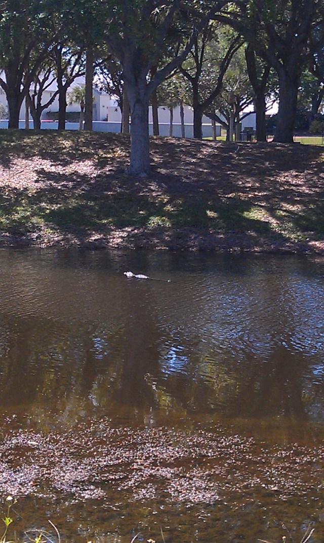 Alligator at Kennedy Space Center